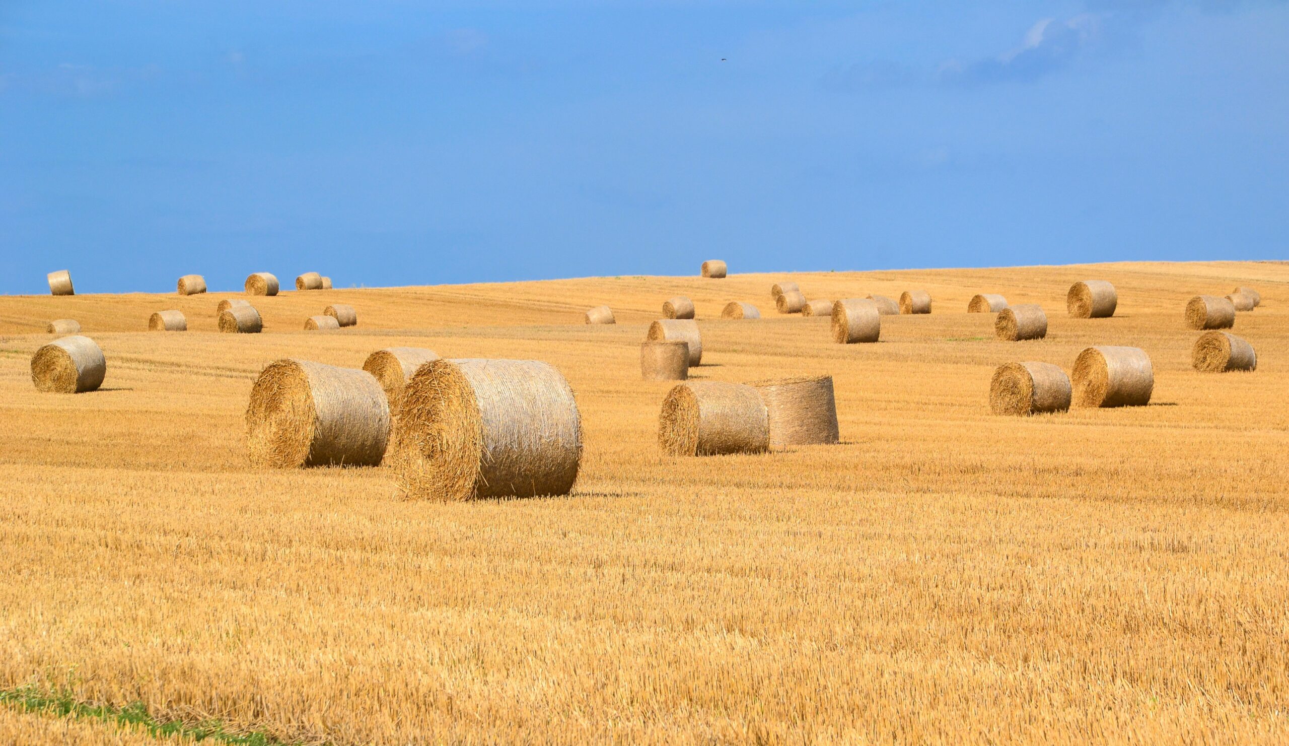 The Top Harvest Season Auctions in Canada